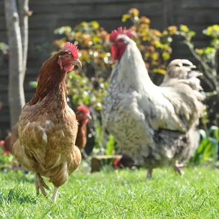 Hof Schumacher Apartament