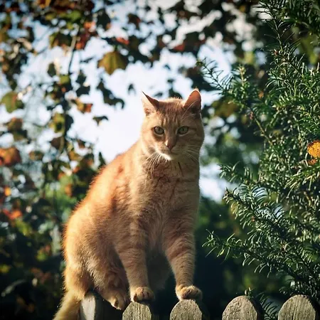 Apartament Hof Schumacher Kruzen