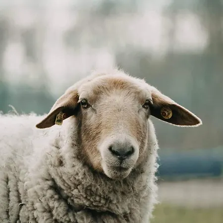 Hof Schumacher Apartament *