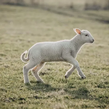 Apartament Hof Schumacher *