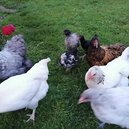 Apartament Hof Schumacher Kruzen