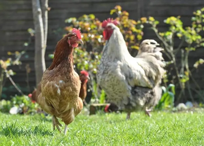 Hof Schumacher Apartment