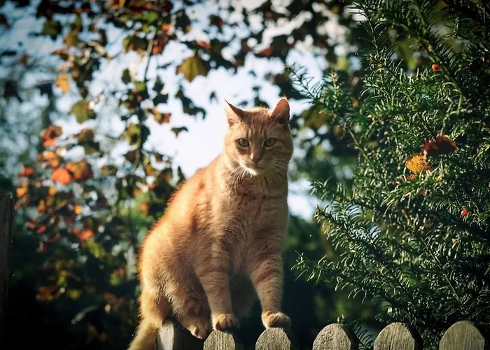 Apartment Hof Schumacher Kruzen