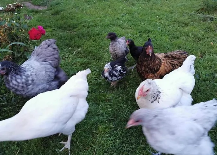 Apartment Hof Schumacher Kruzen